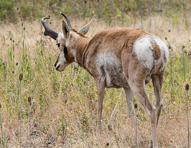 普朗霍安特洛普动物草原荒野男性野生动物羚羊公园喇叭哺乳动物平原图片