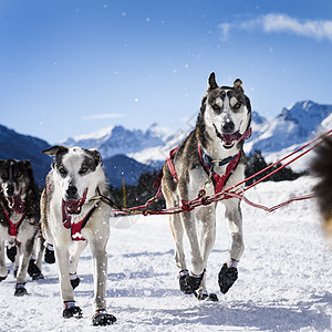 赛速赛中的滑雪狗旅游雪橇团队冒险男人动物犬类运动宠物场地图片