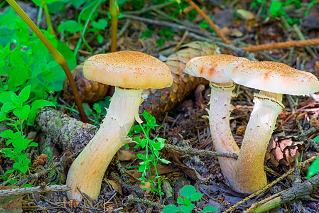 三个食用蘑菇 在森林里密闭的蜂蜜图片