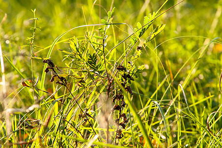 太阳 青草和日光照耀宏观土地活力叶子草地季节植物耀斑阳光环境图片