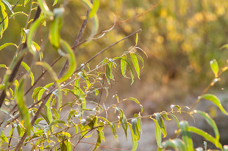 太阳 青草和日光照耀草地植物射线季节场景耀斑叶子草本植物环境活力图片