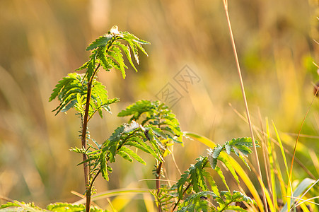 太阳 青草和日光照耀场景日落宏观植物阳光生长季节花瓣草本植物活力图片