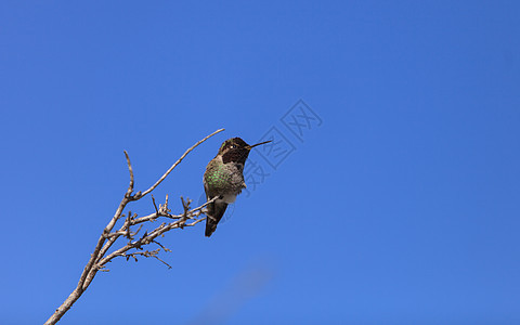 马里安娜的蜂鸟花园花粉红色翅膀男性野生动物鸟类羽毛动物观鸟图片