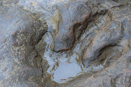 泰国恐龙足迹的真实详细信息立方体手指脑油石头积分脚印侏罗纪岩石打印婴儿图片