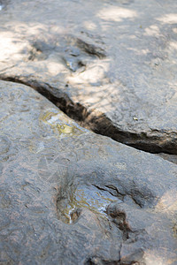 泰国恐龙足迹的真实详细信息曲目婴儿爬虫踪迹公园侏罗纪打印岩石石头脚印图片