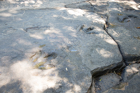 泰国恐龙足迹的真实详细信息婴儿积分捕食者立方体岩石脑油踪迹化石打印石头图片