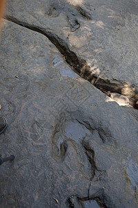 泰国恐龙足迹的真实详细信息公园爬虫脚印积分打印踪迹手指捕食者婴儿动物群图片