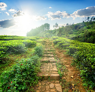 茶叶场的楼梯图片