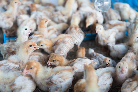 农场拥挤的一群小鸡群婴儿小鸡羽毛母鸡家禽生活生物农业院子流感图片