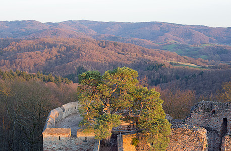 Auerbach城堡Auerbacher城堡废墟上的松树蓝色秀场古迹纪念馆文化松木城墙天空图片