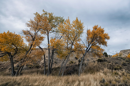 科罗拉多的景观生态旅行土地联邦气候变化季节荒野分支机构叶子多云图片