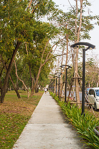 泰国Thammasat大学公共公园步行绿色森林树木乡村石头叶子阳光小路园林花园图片