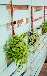 绿色植物挂吊图片