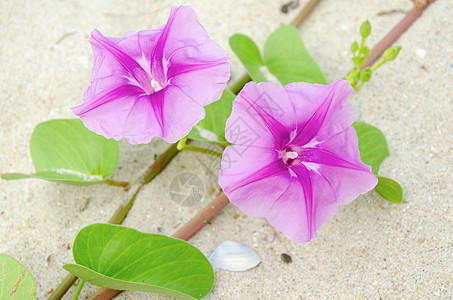 Ipomoea 鲜花粉色植物支撑花瓣植物学紫色热带海岸野花花束图片