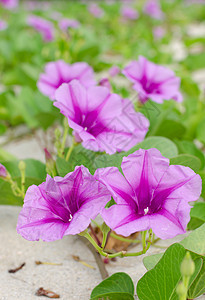 Ipomoea 鲜花热带植物海岸粉色野花支撑花束花瓣植物学紫色图片