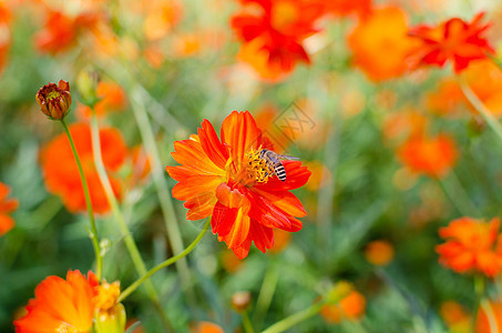 蜜蜂和橙色鲜花图片