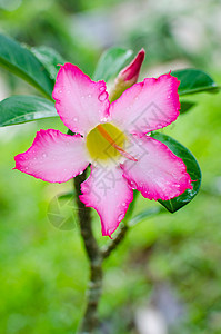 沙漠玫瑰花花花瓣绿色园艺温泉阳光健康叶子沙漠植物粉色图片