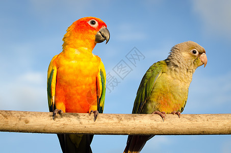 美丽多彩的鹦鹉 太阳堡垒黄色太阳锥羽毛白色宠物绿色异国情调鸟类橙子图片