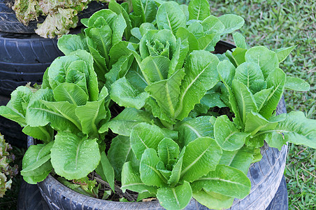 在轮胎制成的锅里种植蔬菜植物土地生长栽培园艺收成土壤农场营养沙拉图片