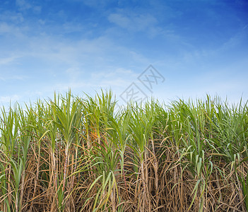 蓝色天空中的甘蔗田农民收成稻草农村环境果汁热带土地蔗糖汽油图片