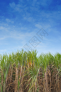 蓝色天空中的甘蔗田生物环境热带汽油活力燃料稻草酒精生态农民图片