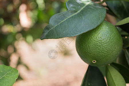 树上的绿橙水果食物情调植物绿色热带叶子生长收成橙子图片
