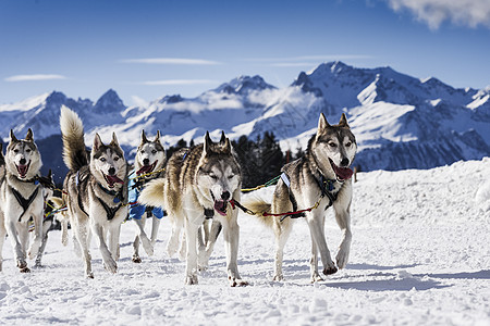 赛速赛中的滑雪狗团队跑步犬类男人雪橇旅行旅游速度动物冒险图片