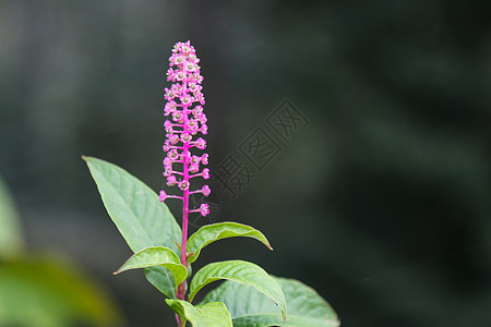 鲜花粉色季节绿色花朵花园图片