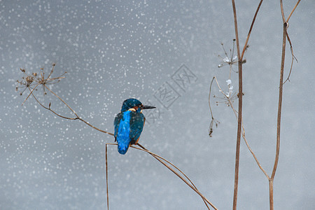 鸟栖息鸟类飞行翅膀野生动物山雀蓝色荒野公园羽毛图片