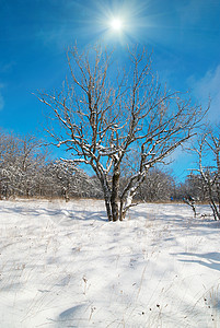 冬季冰冷森林仙境风景晴天天气雪花阳光旅行蓝色木头射线图片