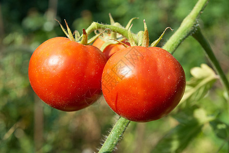 红番茄食物杂货店植物农场花园生长叶子营养宏观农业图片