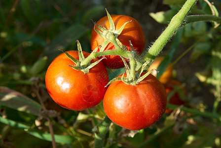 红番茄温室营养沙拉食物农业水果宏观生长花园收成图片