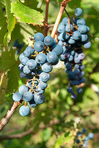 黑葡萄团酒厂生产浆果紫色季节葡萄园农业水果生长花园图片