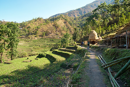 赫马拉扬山丘的稻田土地爬坡水池文化农村食物栽培阳台农场植物图片