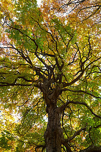 秋树叶子太阳风景天空金子植物阳光公园树干植物群图片