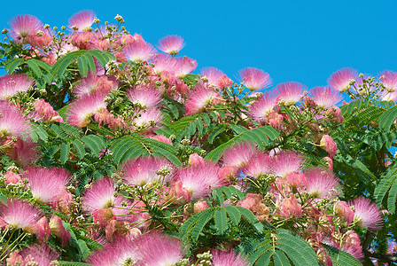 Acacia花朵阿尔比扎朱利卜里辛洗瓶森林天空徽章桉树千层合欢花粉蜂蜜衬套图片
