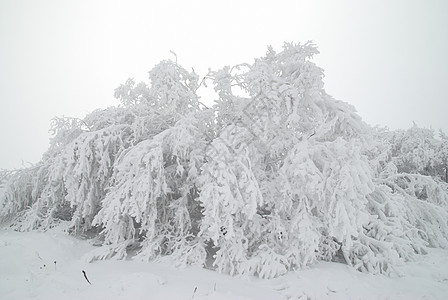 冬季森林场景暴风雪公园小路天空木头天气季节气候旅行图片