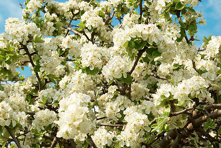 白苹果树花蓝色天空生活花瓣公园水果植物群枝条叶子花园图片