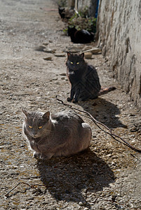 灰猫和黑猫坐在地上猫科眼睛地面动物石头装饰品植物毛皮爪子荒野图片