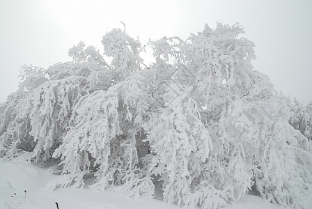 冬季森林木头天气暴风雪天空季节小路旅行气候公园场景图片