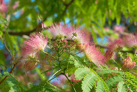 金合欢花桉树蓝色徽章园艺季节合欢天空花粉宏观过敏图片