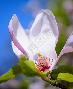 蓝天背景上的美丽的粉红花朵 春花图象花瓣植物学宏观叶子紫色植物群花园环境玉兰植物图片