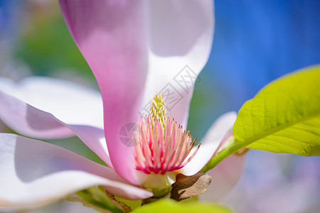 美丽的粉红色花朵 春花背景的紧贴面植物花瓣植物群生长宏观时间紫色脆弱性阳光花园图片