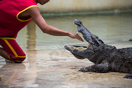 在泰国的鳄鱼表演野生动物旅游特技捕食者动物农场展示旅行爬虫手臂图片