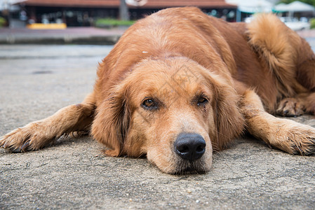 金色的寻宝狗TEA孤单白色宠物悲伤红色棕色犬类寂寞治疗猎犬朋友图片