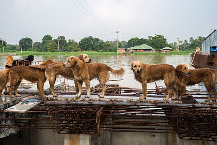 狗金色猎犬在寻找主人犬类朋友动物宠物哺乳动物金子图片