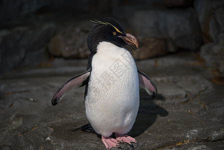 洛克巴企鹅的近距离靠近旅游料斗岩石黄色白色荒野眼睛海洋海岸动物图片