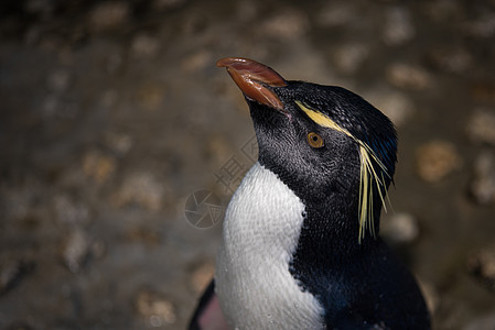 洛克巴企鹅的近距离靠近黑色荒野海岸蓝色白色旅游动物红色海洋料斗图片