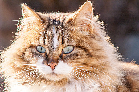 美丽的毛绒猫肖像注意力瞳孔眼睛动物头发好奇心爪子猫咪荒野小猫图片