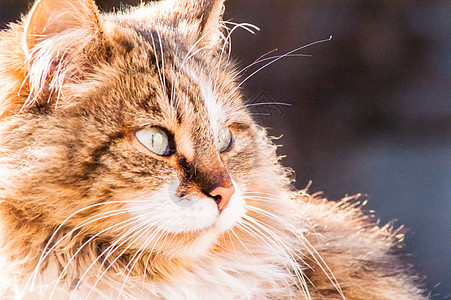 美丽的毛绒猫肖像羊毛动物头发注意力虎斑晶须眼睛鼻子小猫猫咪图片